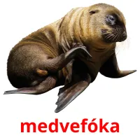 medvefóka Bildkarteikarten