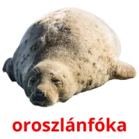 oroszlánfóka Bildkarteikarten