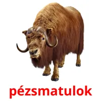 pézsmatulok Bildkarteikarten