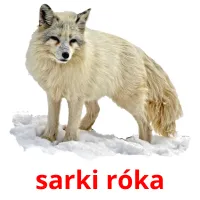 sarki róka Bildkarteikarten