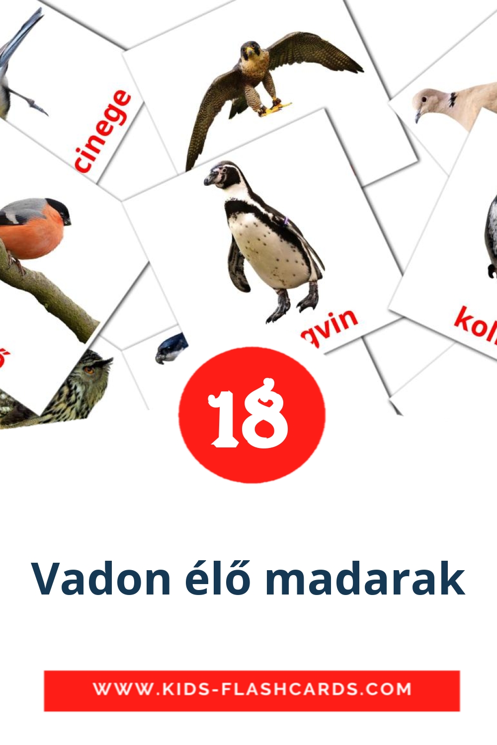 18 cartes illustrées de Vadon élő madarak pour la maternelle en hongrois