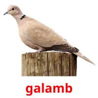 galamb Bildkarteikarten