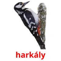 harkály Bildkarteikarten