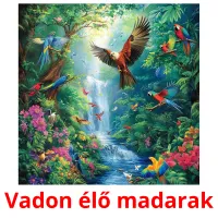 Vadon élő madarak Bildkarteikarten