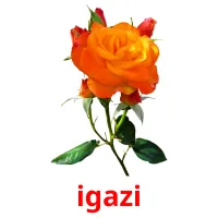 igazi picture flashcards