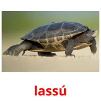 lassú picture flashcards