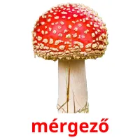 mérgező picture flashcards