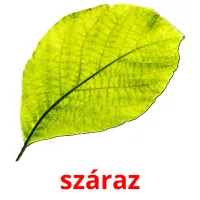 száraz picture flashcards