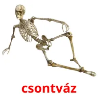 csontváz Bildkarteikarten