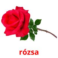 rózsa flashcards illustrate