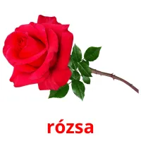 rózsa picture flashcards