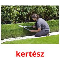 kertész card for translate