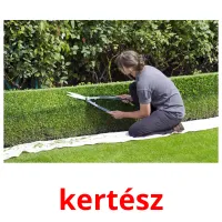 kertész picture flashcards