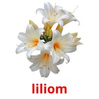 liliom picture flashcards