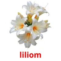 liliom Bildkarteikarten