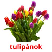 tulipánok flashcards illustrate