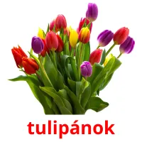 tulipánok Bildkarteikarten