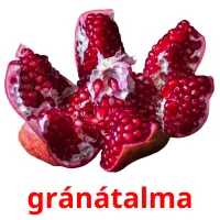 gránátalma Bildkarteikarten