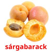 sárgabarack card for translate