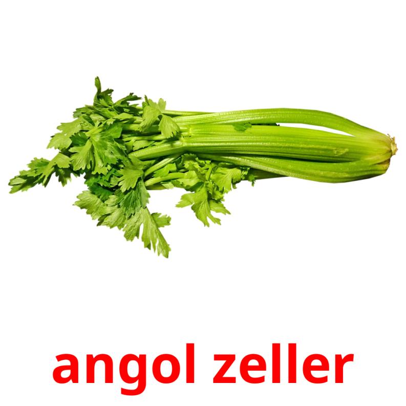 angol zeller picture flashcards
