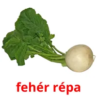 fehér répa Bildkarteikarten