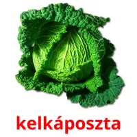 kelkáposzta Bildkarteikarten