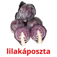 lilakáposzta Bildkarteikarten