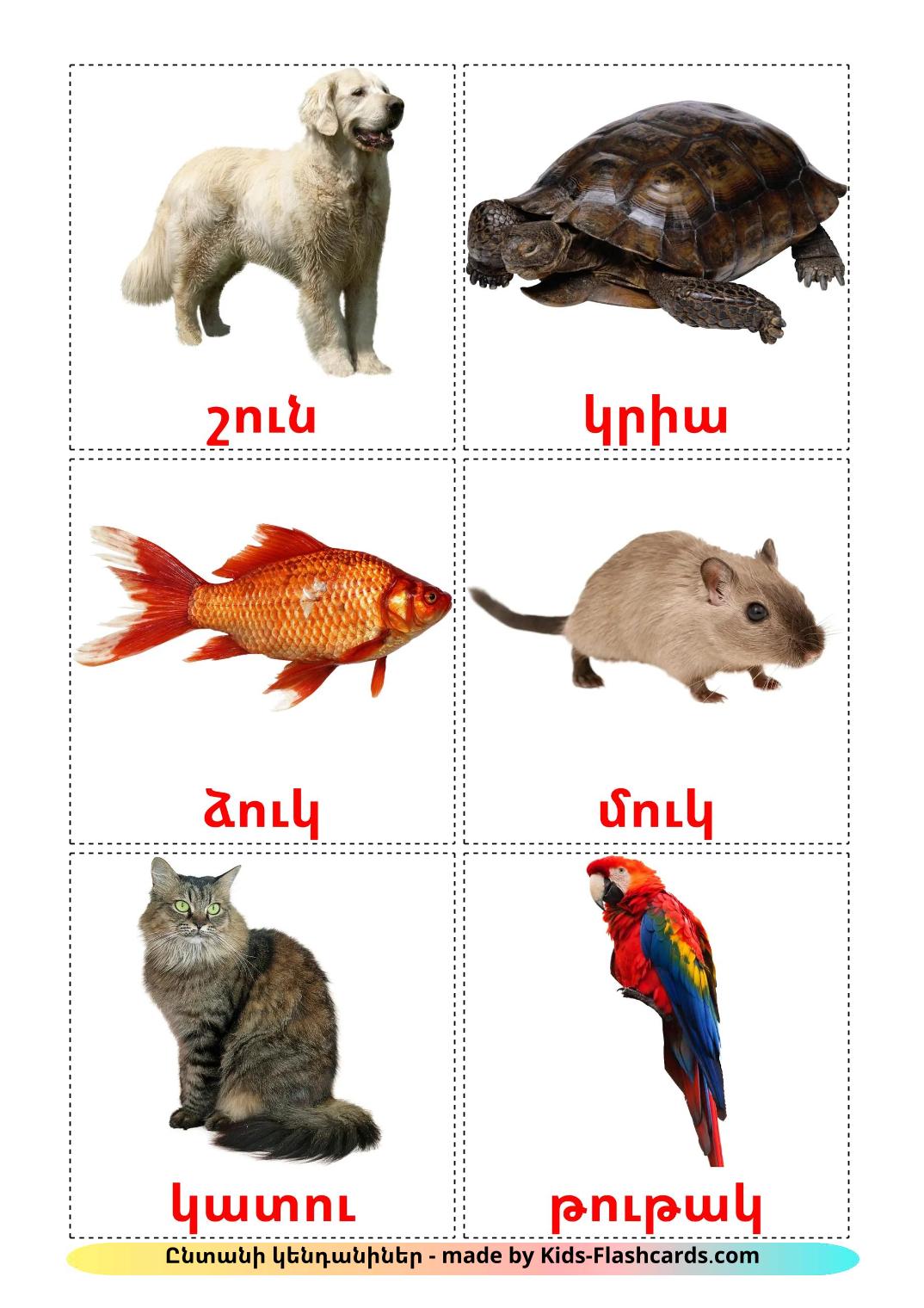 Domestic animals - 11 Free Printable armenian Flashcards 