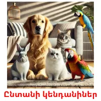 Ընտանի կենդանիներ picture flashcards