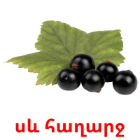 սև հաղարջ Bildkarteikarten