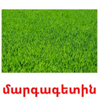 մարգագետին ansichtkaarten