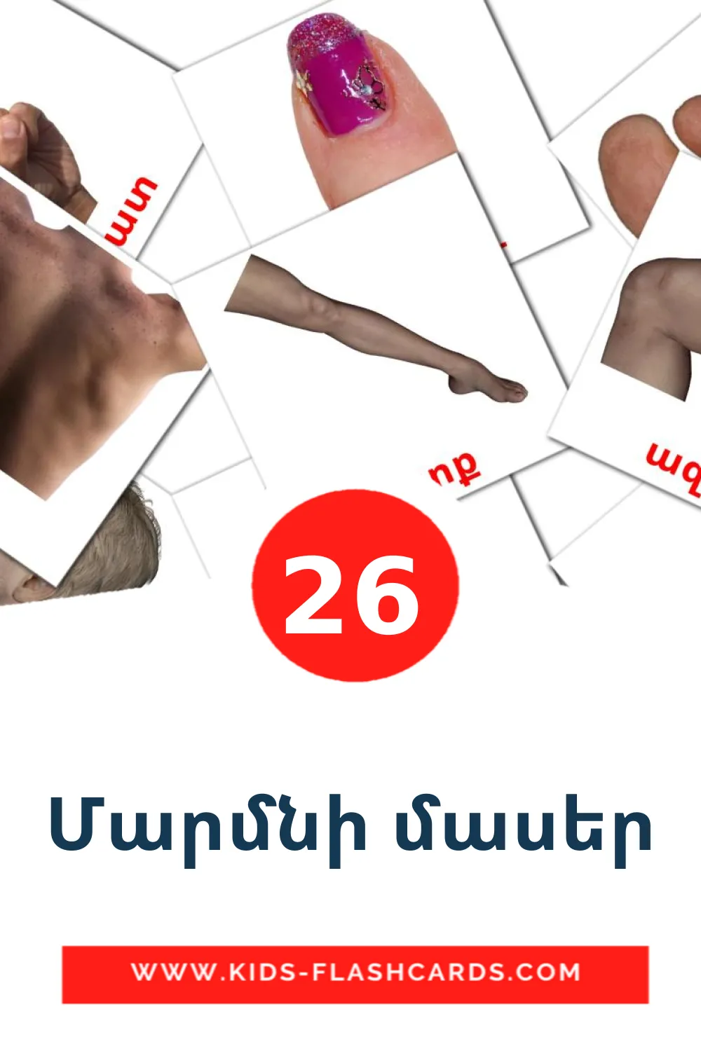 26 Մարմնի մասեր Bildkarten für den Kindergarten auf Armenisch