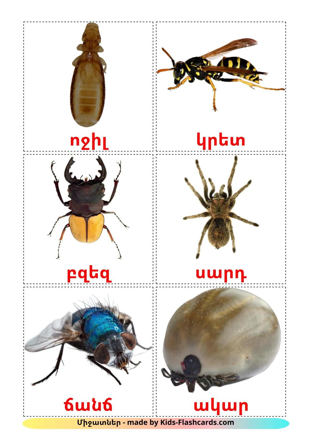 Les Insectes - 24 Flashcards arménien imprimables gratuitement