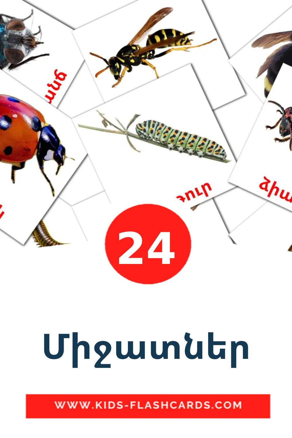 24 cartes illustrées de Միջատներ pour la maternelle en arménien