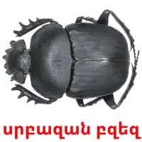 սրբազան բզեզ Tarjetas didacticas