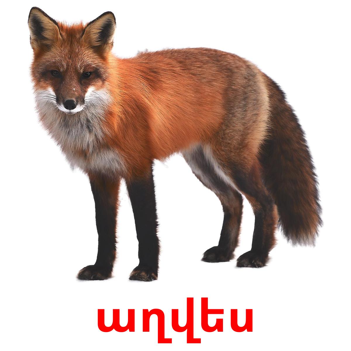 23 Cartes Nomenclature Montessori Les Animaux de la Forêt GRATUIT à ...