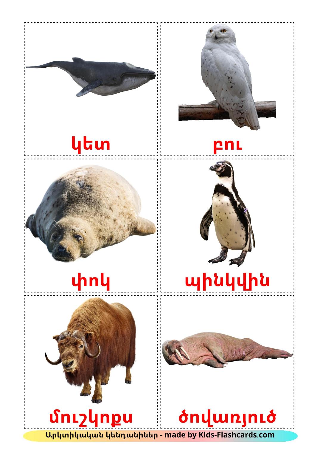 Arctic animals - 14 Free Printable armenian Flashcards 