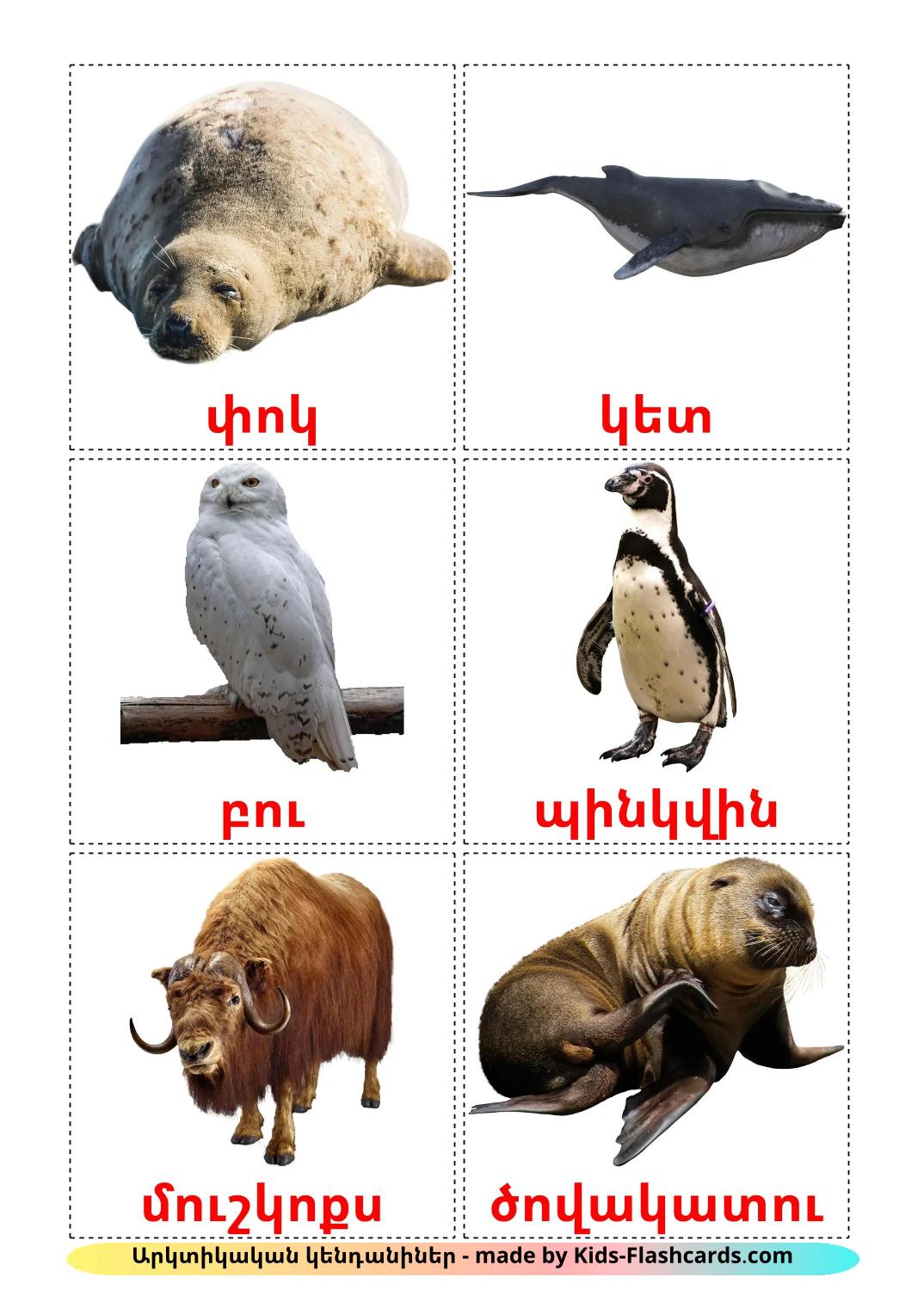 Arctic animals - 15 Free Printable armenian Flashcards 