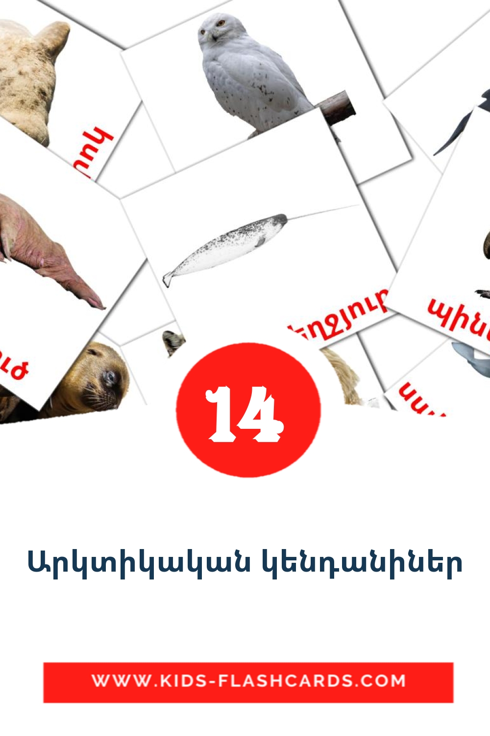 14 Արկտիկական կենդանիներ Picture Cards for Kindergarden in armenian
