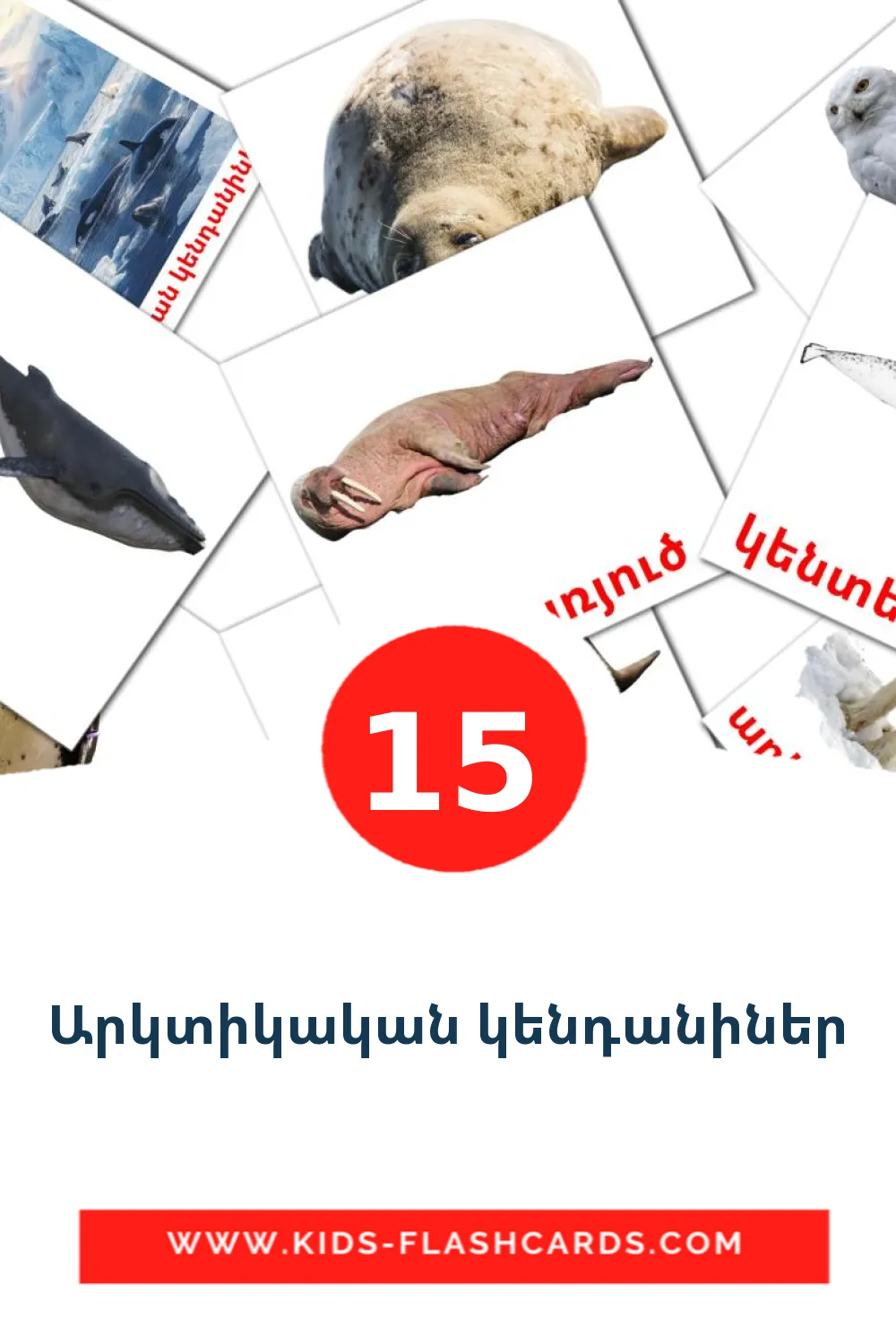 15 Արկտիկական կենդանիներ Picture Cards for Kindergarden in armenian