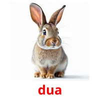 dua picture flashcards