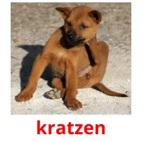 kratzen picture flashcards