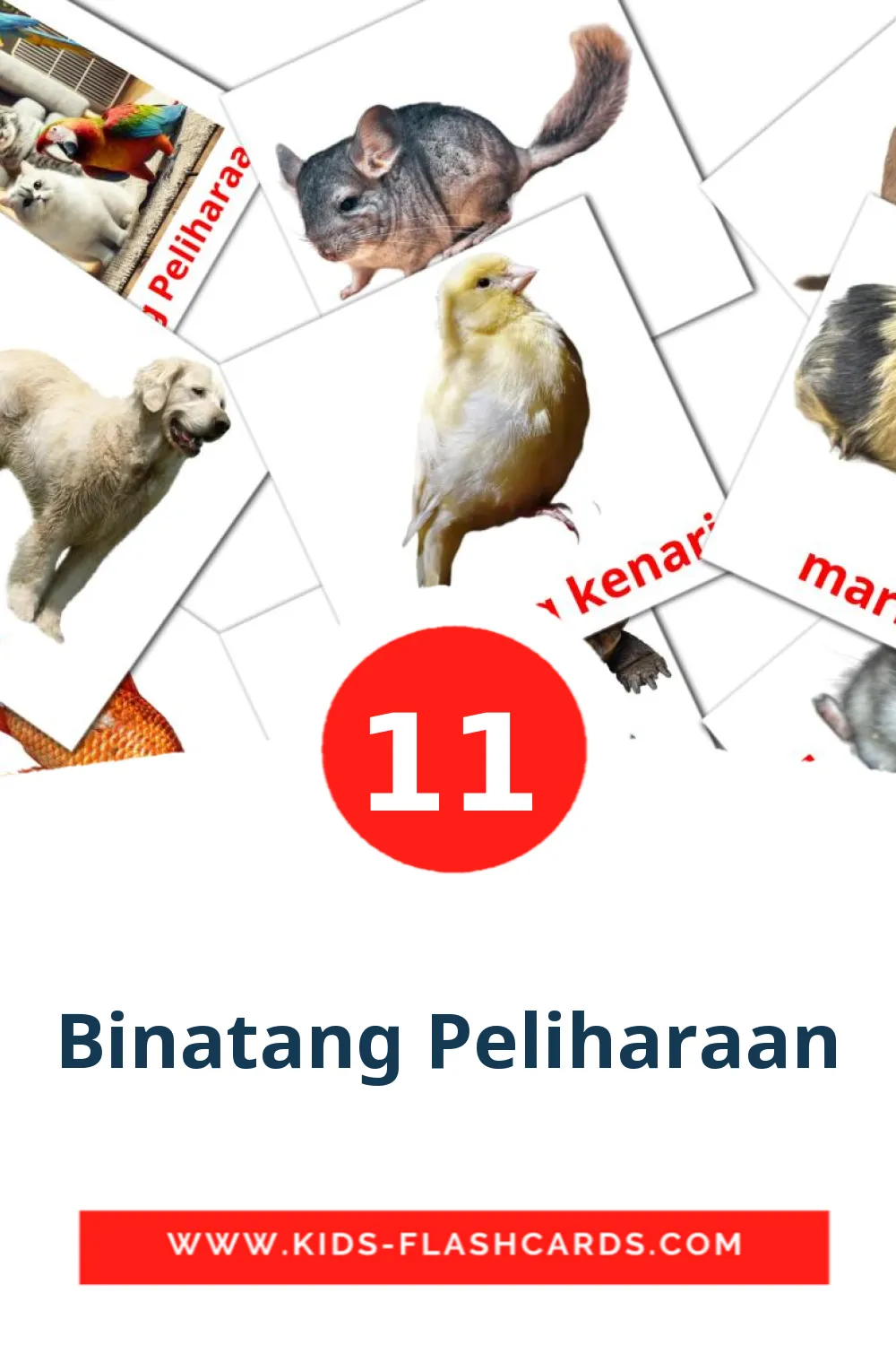 11 cartes illustrées de Binatang Peliharaan pour la maternelle en indonésien