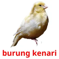 burung kenari cartes flash