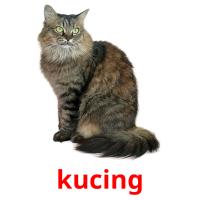 kucing picture flashcards