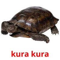 kura kura cartes flash