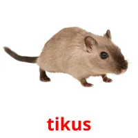 tikus cartes flash