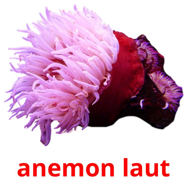 anemon laut Tarjetas didacticas