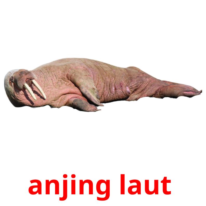 anjing laut  picture flashcards
