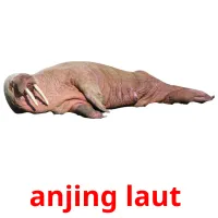 anjing laut  cartes flash